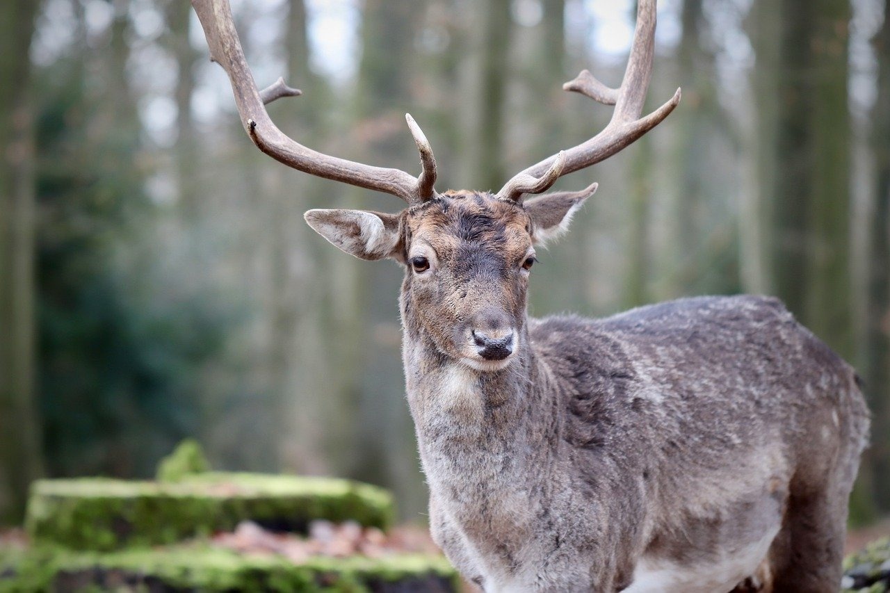 a close up of a deer with antlers looking at the camera