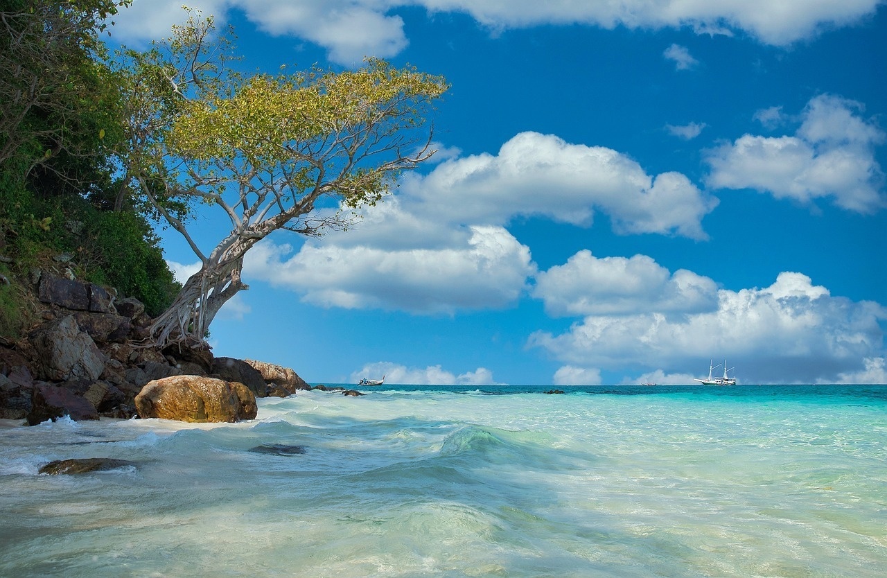 a tree stands on the shore of a beach with a boat in the distance
