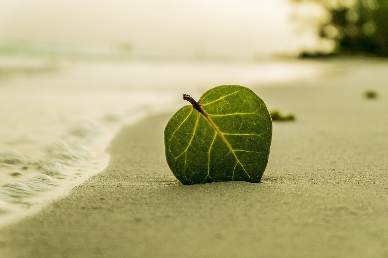 a green heart shaped leaf on a sandy beach