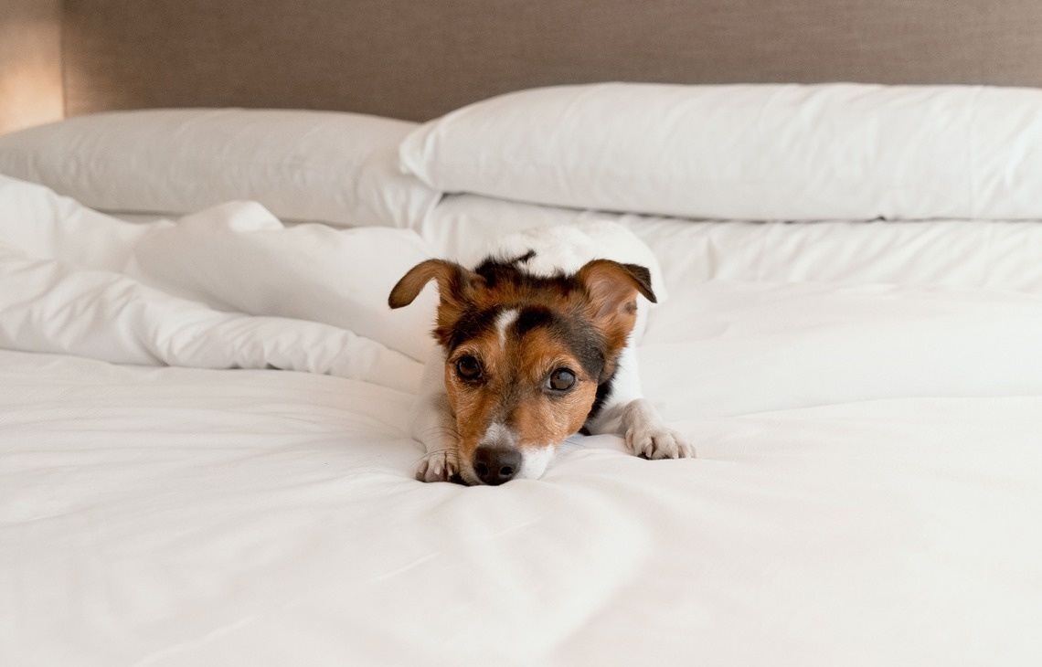 a brown and white dog laying on a bed with white sheets