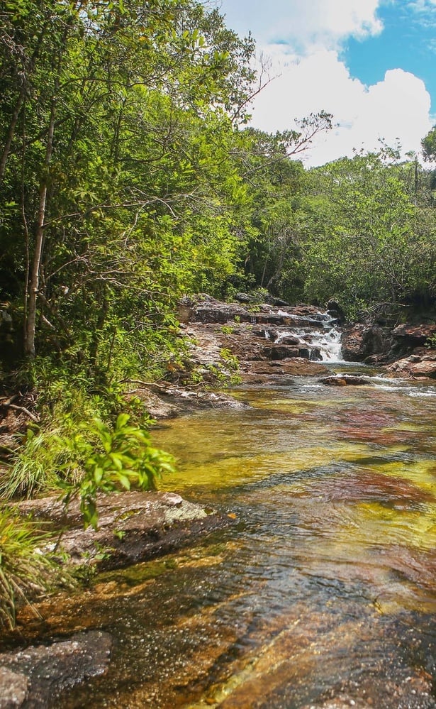 un río que fluye a través de un bosque rodeado de árboles y rocas .