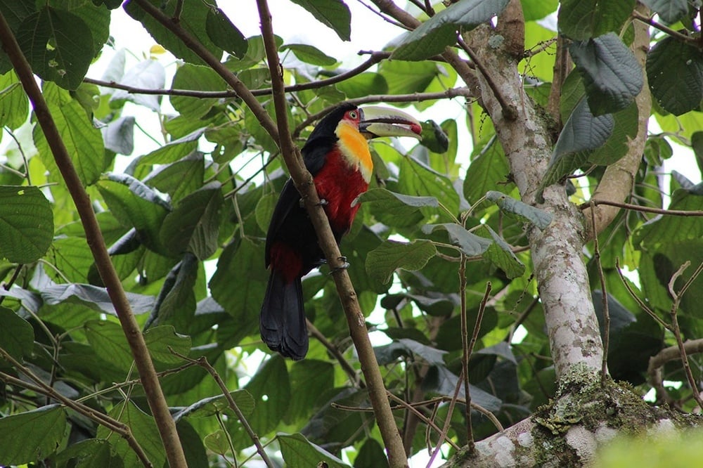 un pájaro colorido está posado en una rama de un árbol