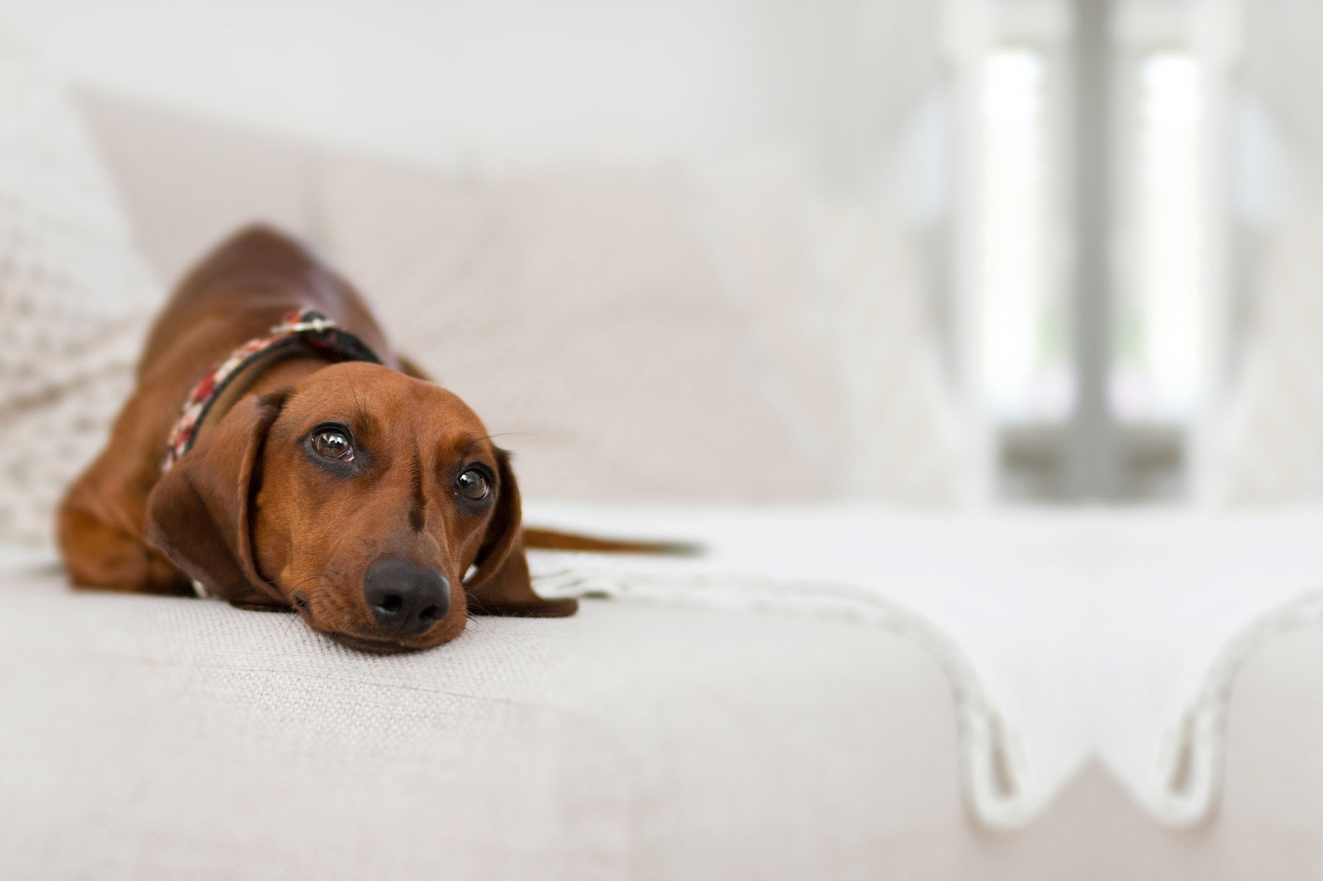 a brown dog laying on a white couch looking at the camera