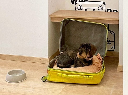 two dogs laying in a yellow suitcase next to a bowl of water