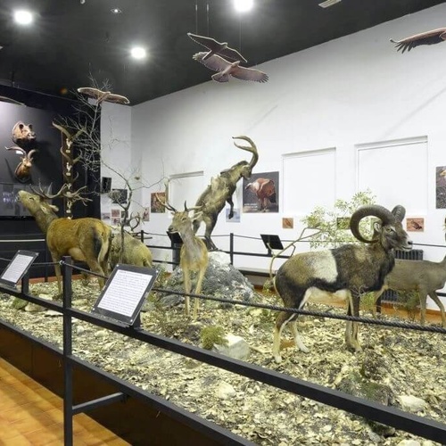 a display of stuffed animals and birds in a museum