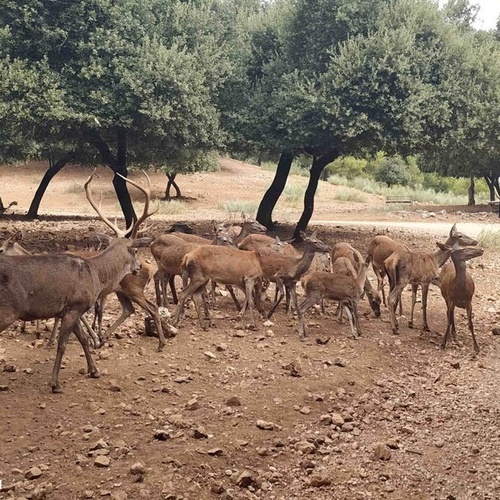 eine Herde von Hirschen steht in einem Feld neben einem Bus