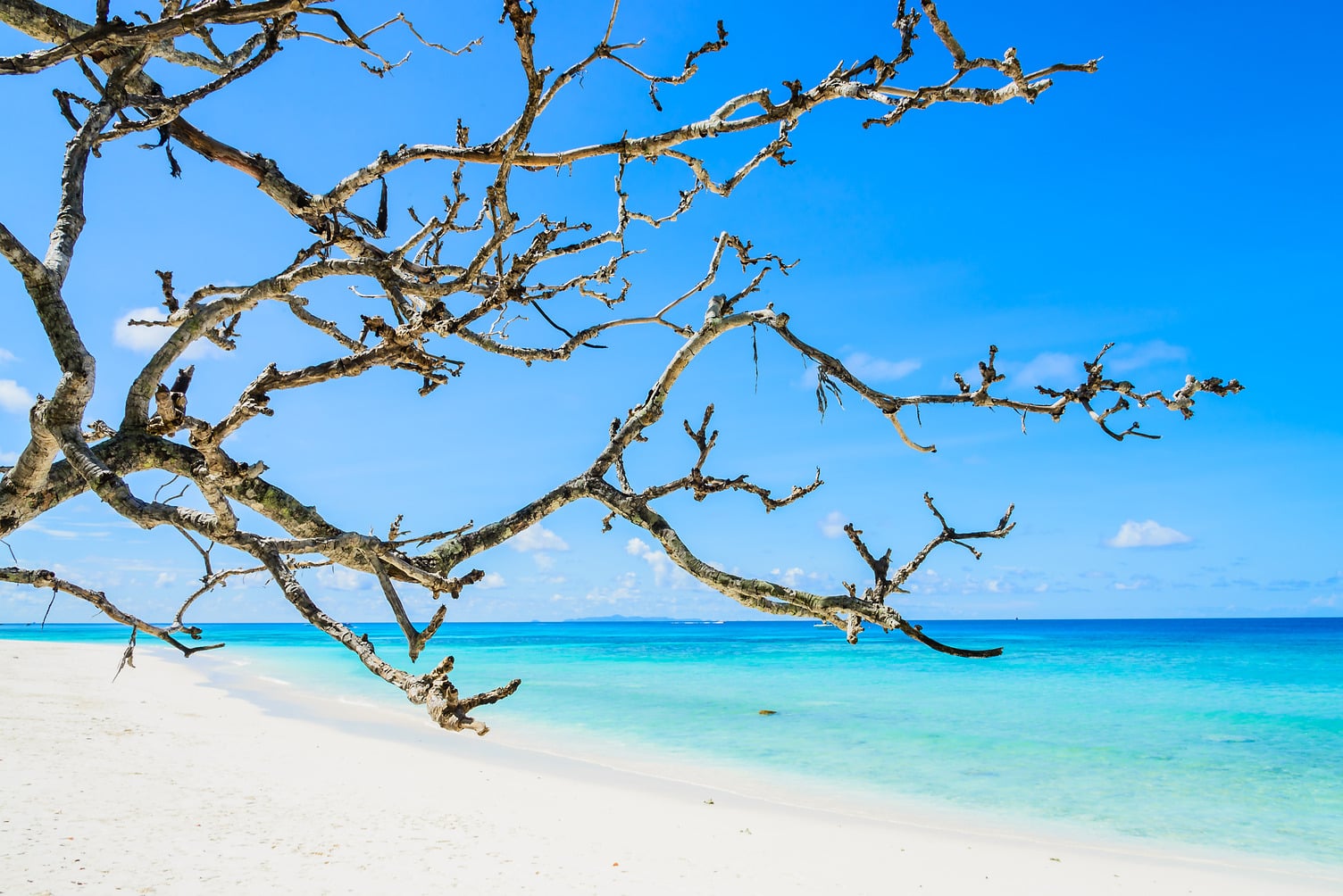 Bare tree branches frame a pristine white sand beach and turquoise waters, VIK: Hotel Arena Blanca vacation.