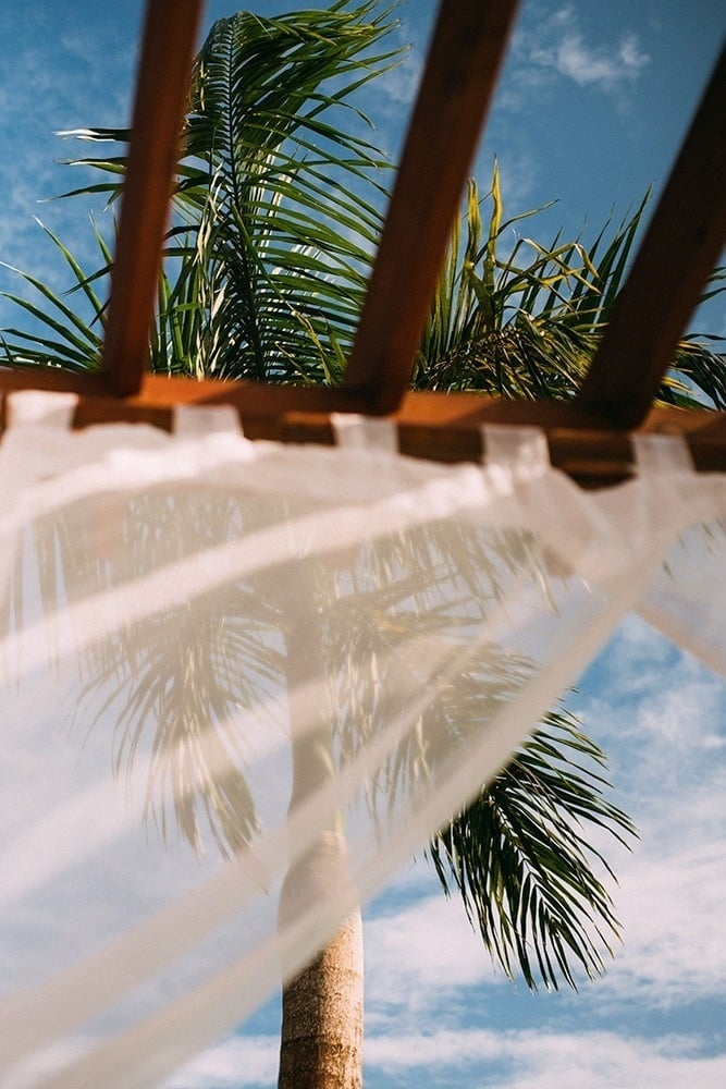 a palm tree is visible through a white curtain