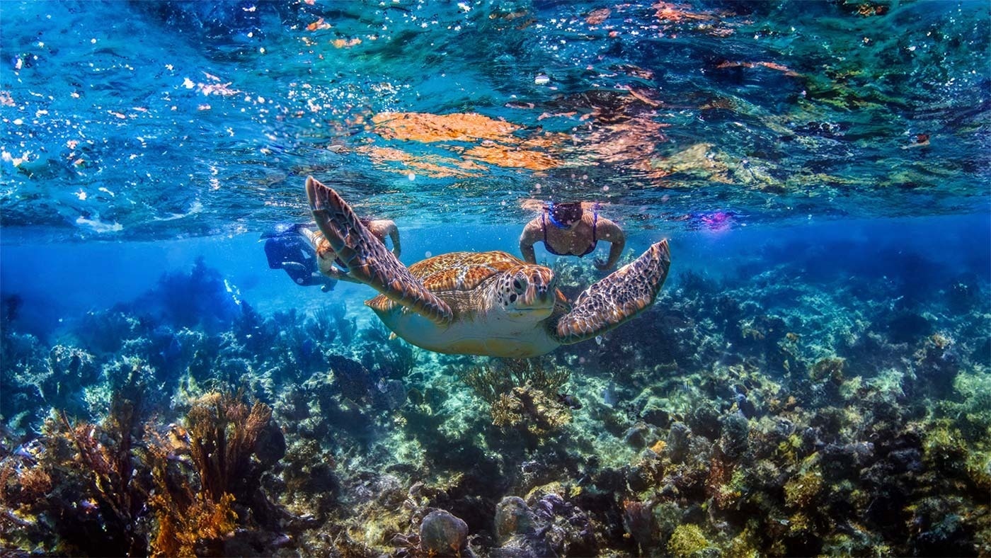 a man is swimming with a sea turtle in the ocean