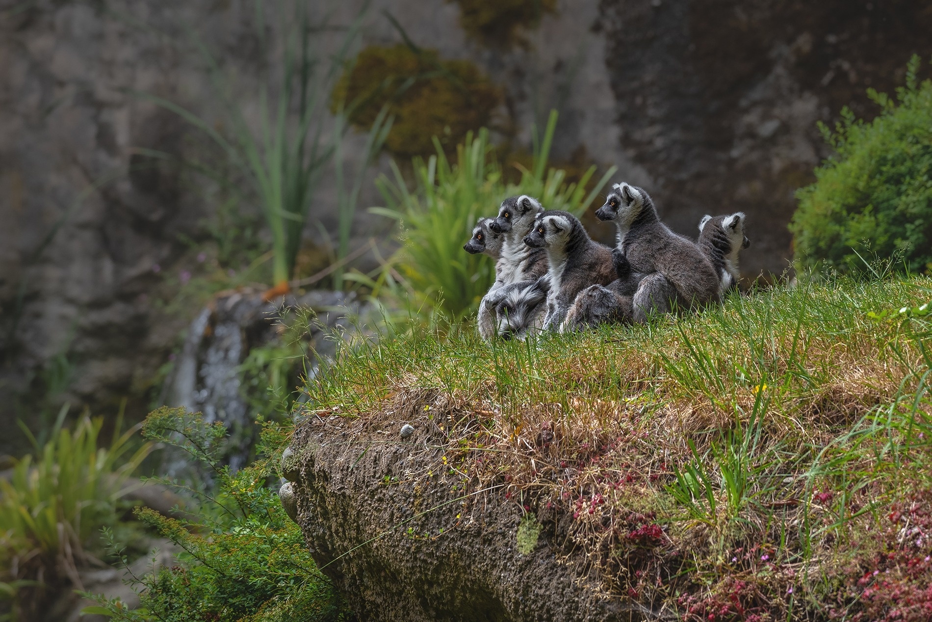 Bioparc Fuengirola