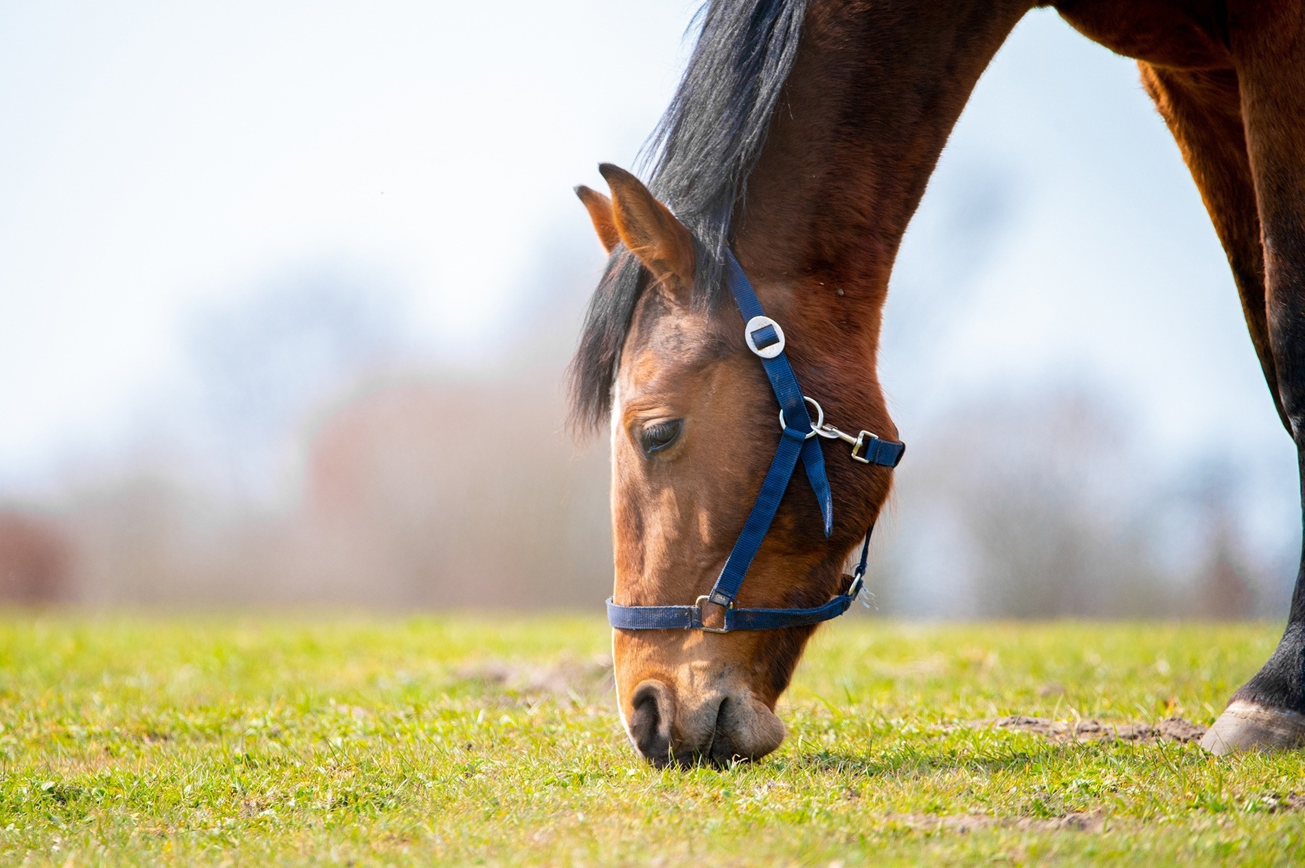 Fuengirola a caballo