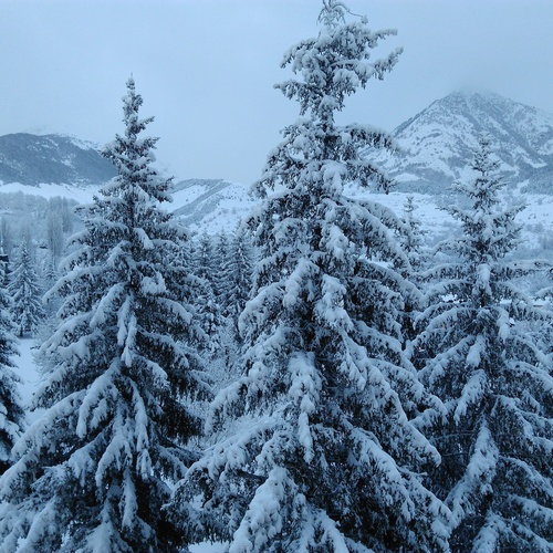 un bosque cubierto de nieve con montañas en el fondo
