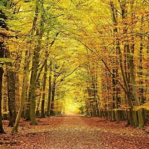 un chemin à travers une forêt remplie d' arbres aux feuilles jaunes et vertes .