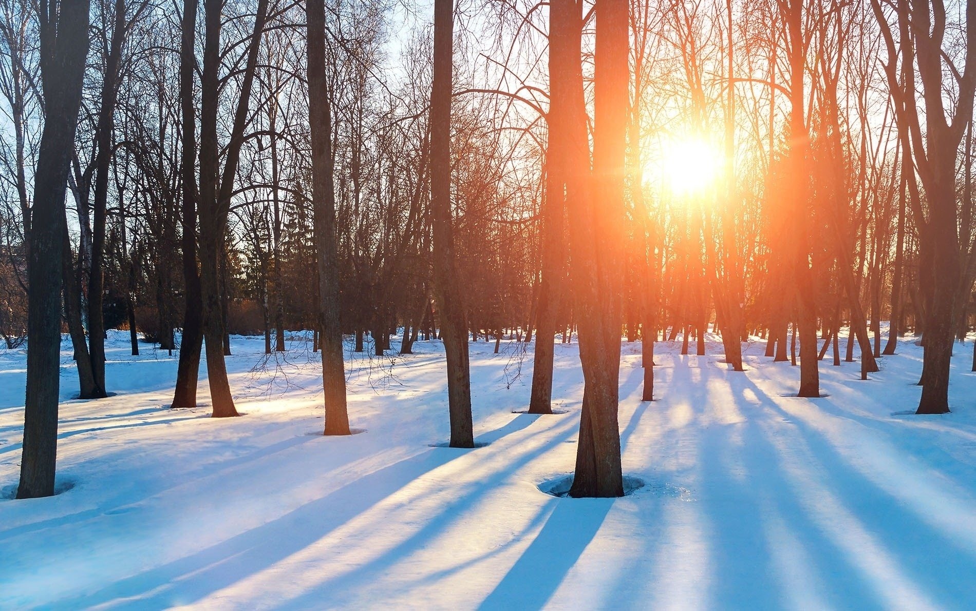 le soleil brille à travers les arbres de la forêt