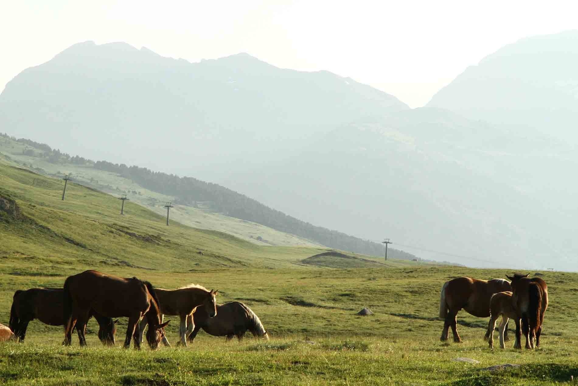 un troupeau de chevaux paissent dans un champ verdoyant avec des montagnes en arrière-plan