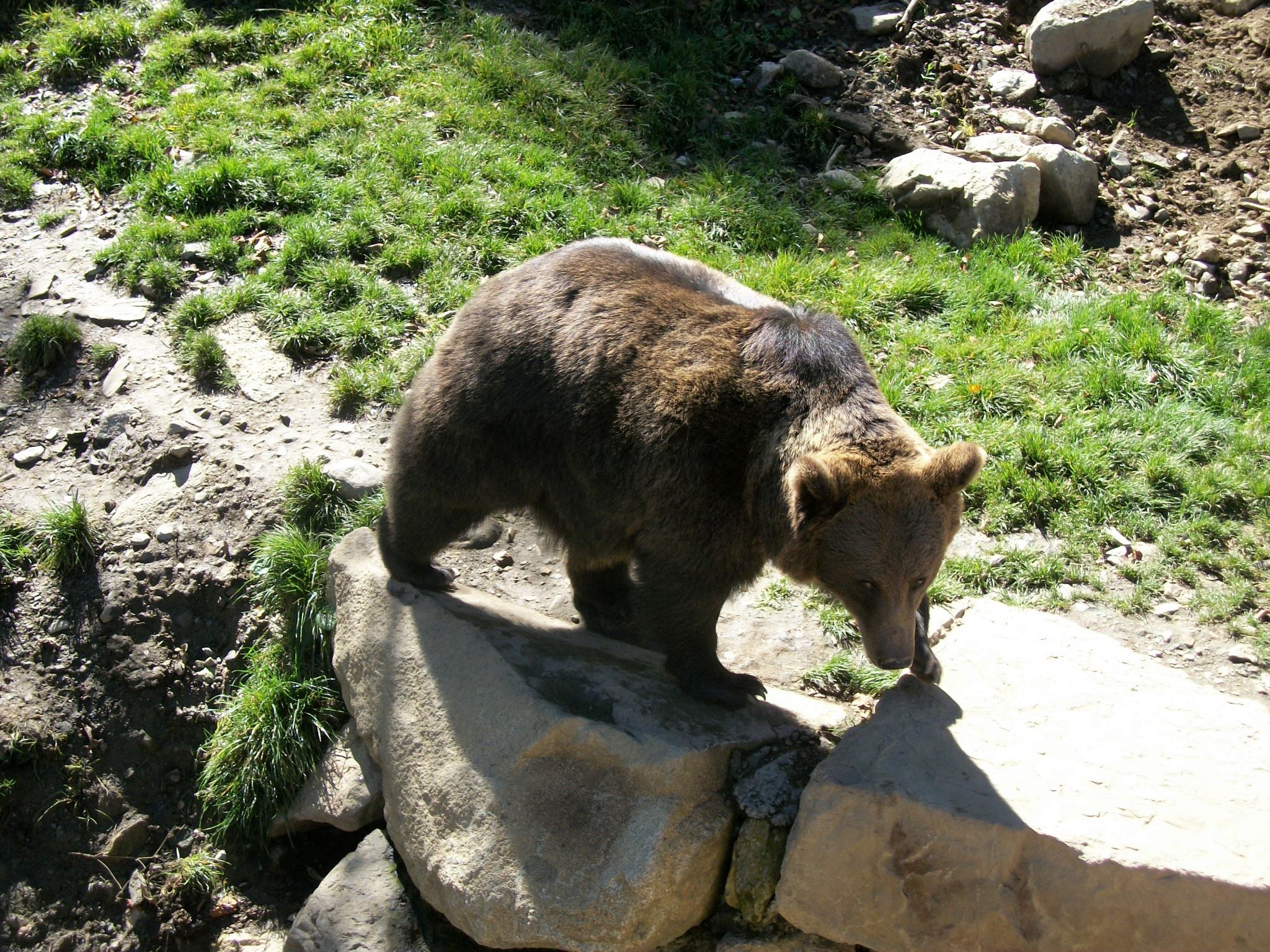 un oso marrón está parado encima de una gran roca