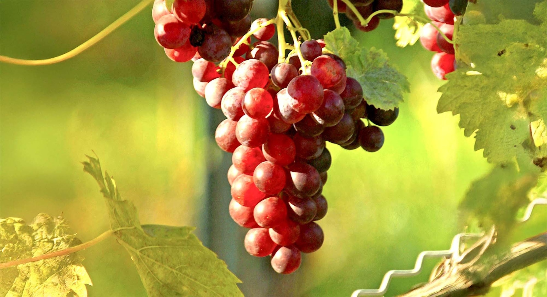 una habitación de hotel con una cama y una lámpara